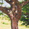 American Hophornbeam Ostrya virginiana #15 - Image 2